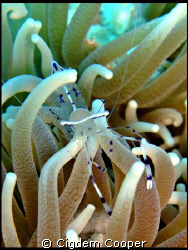 Cleaner shrimp by Cigdem Cooper 